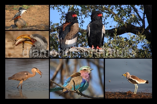 Vogelcollage / Bird's collage Africa