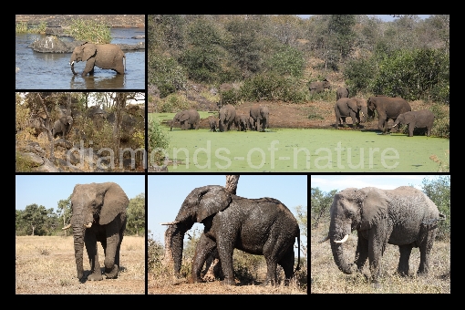 Collage Afrikanische Elefanten / Collage African Elephants / Collage Loxodonta africana