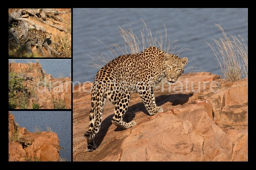 Collage Leopard / Collage Leopard / Collage Panthera pardus