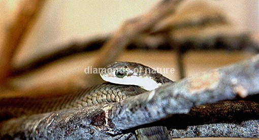 Afrikanische Baumschlange / Boomslang / Dispholidus typus