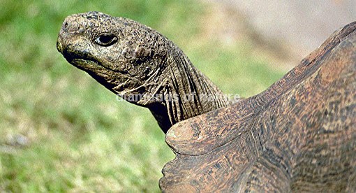 Afrikanische Schnabelbrustschildkröte / Angulate Tortoise / Chersina angulata