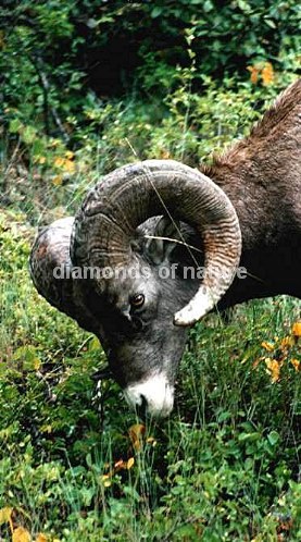 Dickhornschaf / Bighorn Sheep / Ovis canadensis