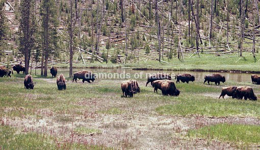 Büffel / Bison / Bison bison