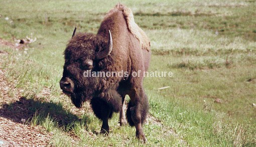 Büffel / Bison / Bison bison