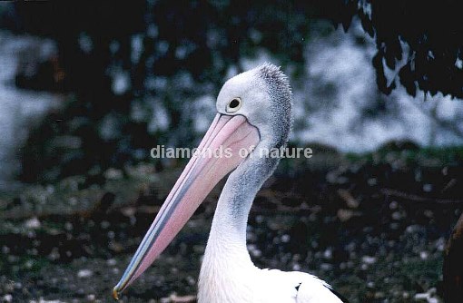 Brillenpelikan / Australien Pelican / Pelecanus conspicillatus