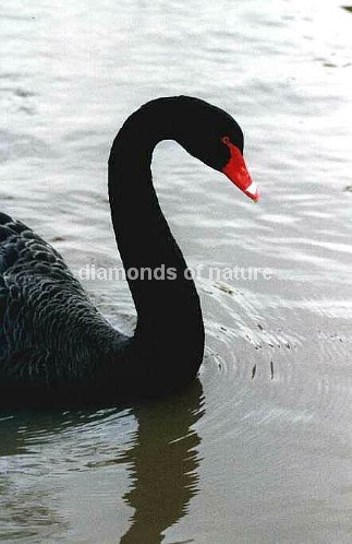 Schwarzer Schwan / Black Swan / Cygnus atratus