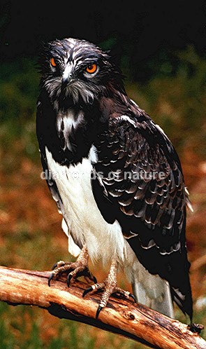 Schwarzbrust-Schlangenadler / Blackbreasted Snake Eagle / Circaetus gallicus