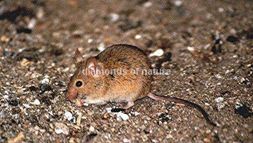 Maus / Brant´s Climbing Mouse / Dendromus mesomelas