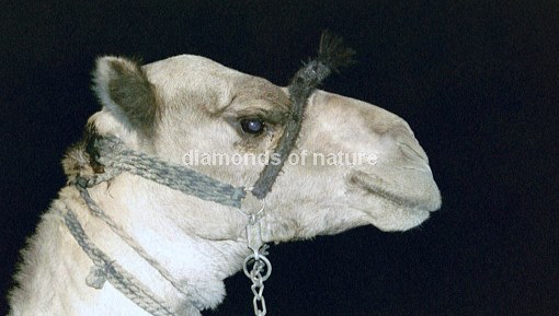 Dromedar / Dromedary Camel / Camelus dromedarius