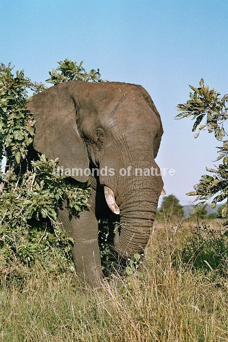 Afrikanischer Elefant / African elefant / Loxodonta africana