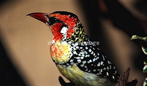 Flammenkopf-Bartvogel / Red-and-yellow barbet / Trachyphonus erythrocephalus