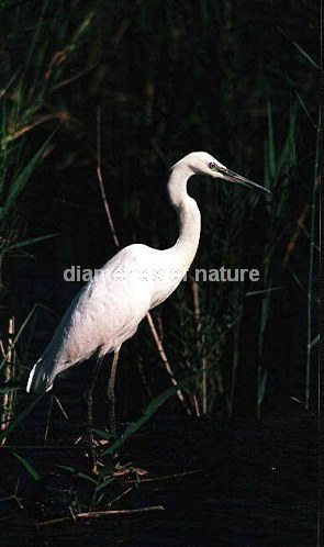 Silberreiher / Great White Egret / Egretta alba