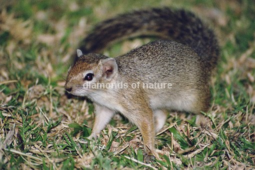 Baumhörnchen / Tree Squirrel / Paraxerus cepapi
