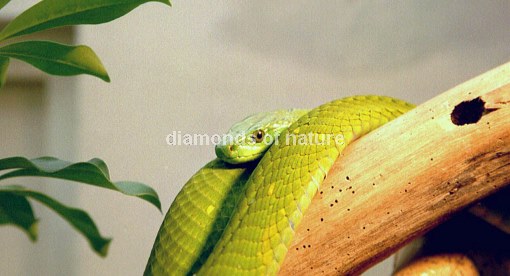 Grüne Mamba / Green Mamba / Dendroaspis angusticeps