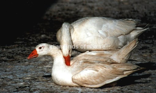 Hausgans / Domestic Goose / Anser anser f. domesticus
r