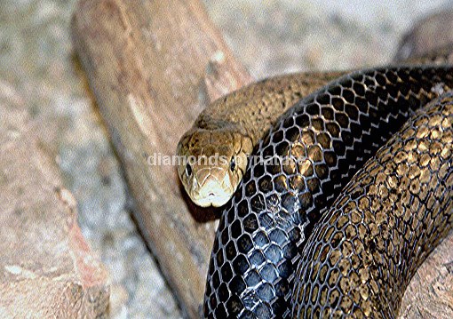 Hutschlange / Forest Cobra / Naja melanoleuca