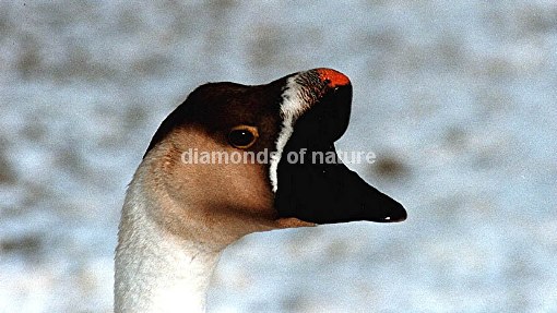 Höckergans / Knob Goose / Anser cygnoides f. domestica