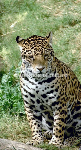 Jaguar / Jaguar / Panthera onca