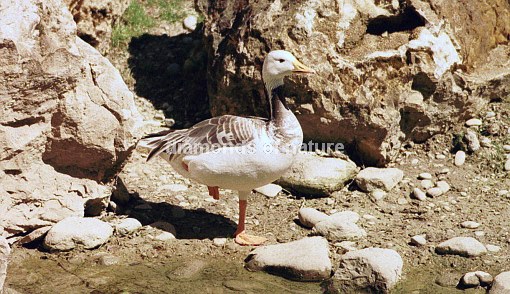 Kanadagansmischling / Canada Goose half-breed / Branta canadensis