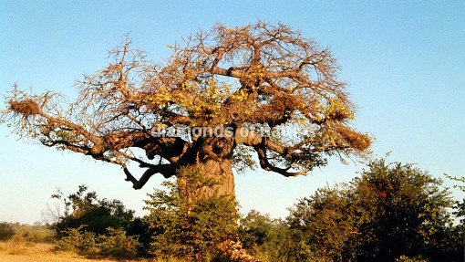 Affenbrotbaum / Baobab / Adansonia Digitata