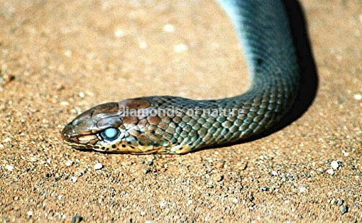 Kurzschnauzen-Sandrennnatter / Short-snouted Grass Snake / Psammophis brevirostris