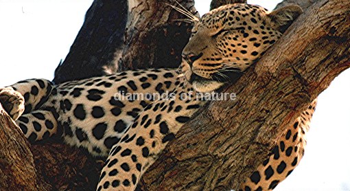 Leopard / Leopard / Panthera pardus