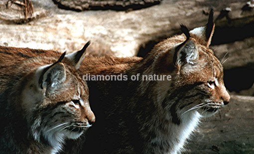 Eurasischer Luchs / Eurasian Lynx / Lynx lynx