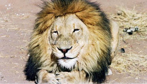 Afrikanischer Löwe / African Lion / Panthera Leo