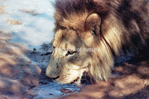 Afikanischer Löwe / African Lion / Panthera Leo