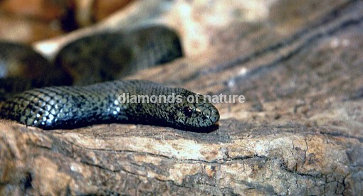 Maulwurfschlange / African Mole Snake / Pseudaspis cana