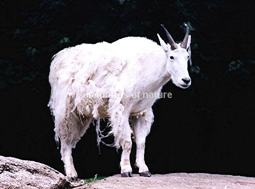 Schneeziege / Mountain Goat / Oreamnos americanus
