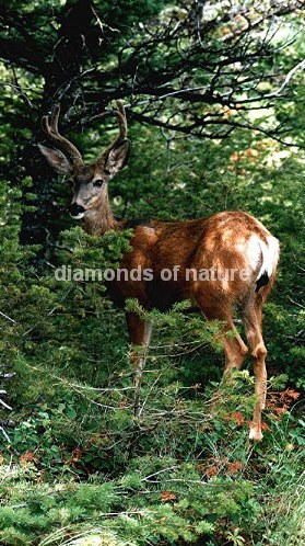 Maultierhirsch / Mule Deer / Odocoileus hemionus