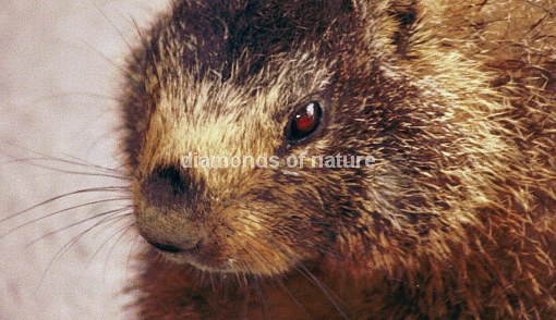 Eisgraues Murmeltier / Marmot / Marmota caligata