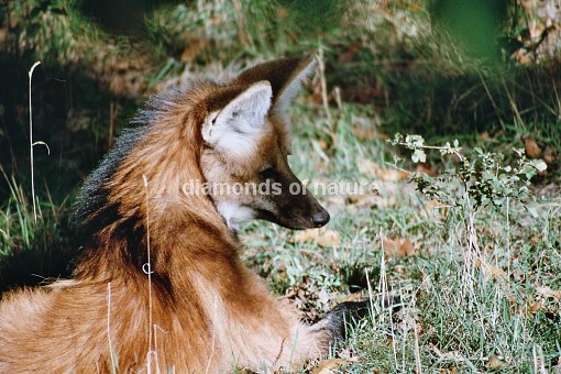 Mähnenwolf / Maned Wolf / Chrysocyon brachyurus