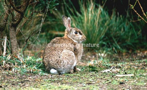 Wildkaninchen / Wild Rabbit / Oryctolagus cuniculus