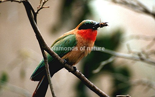 Rotkehlspint / Red-throated Bee-eater / Merops bullocki