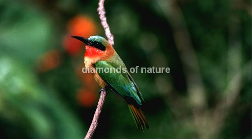 Rotkehlspint / Red-throated Bee-eater / Merops bullocki