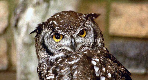 Fleckenuhu / Spotted Eagle Owl / Bubo africanus