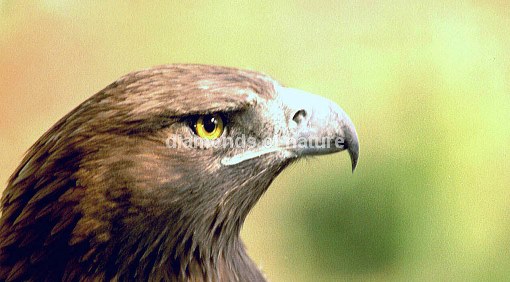 Steinadler / Golden Eagle / Aquila chrysaetos