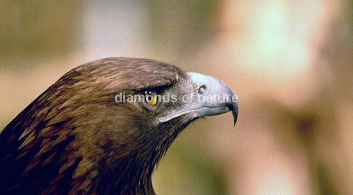 Steinadler / Golden Eagle / Aquila chrysaetos