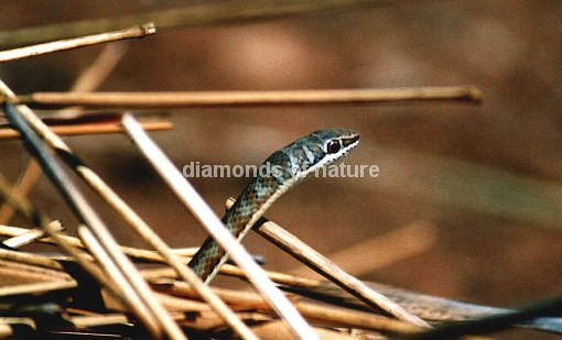 Rotgestreifte Sandrennnatter / Stripe-bellied Sand Snake / Psammophis subtaeniatus