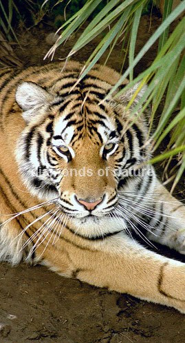 Königstiger / Royal Bengal Tiger / Panthera tigris tigris