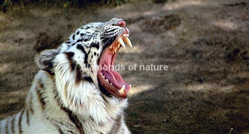 Weißer Königstiger / White Royal Bengal Tiger / Panthera tigris tigris