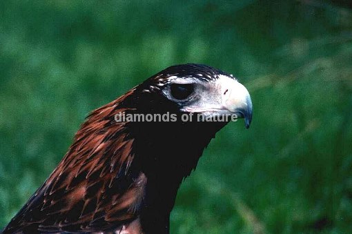 Keilschwanzadler / Wedge-tailed Eagle / Aquila Audax