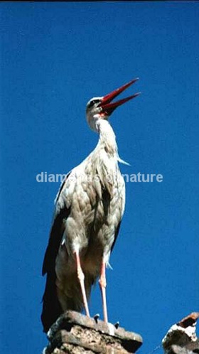 Weißstorch / White Stork / Ciconia ciconia