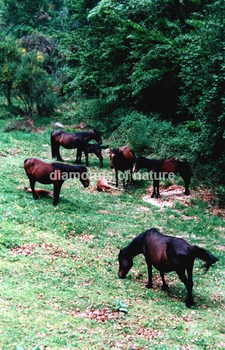 Wildpferd / Wild Horse / Equus caballus
