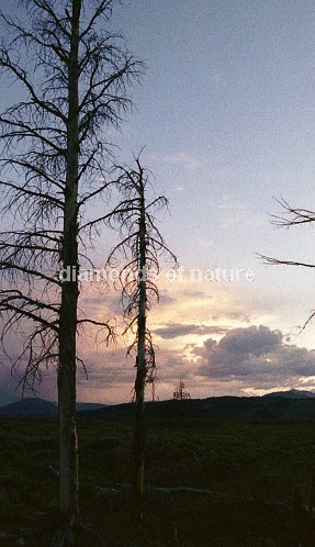 Yellowstone Sonnenuntergang / Yellowstone Sundown