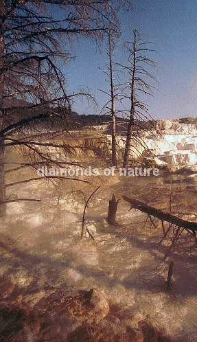Mammoth Hot Springs / Mammoth Hot Springs