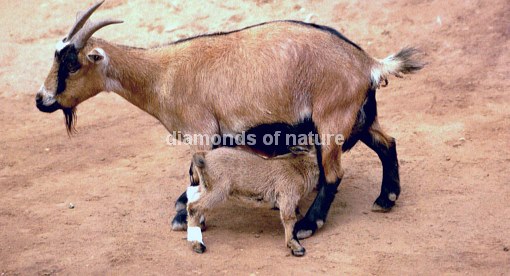 Hausziege / Domestic Goat / Capra aegagrus hircus