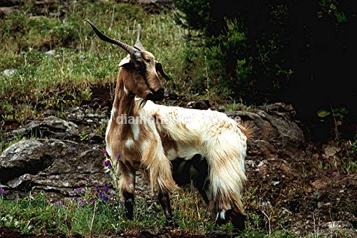 Hausziege / Domestic Goat / Capra aegagrus hircus